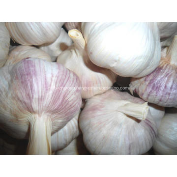 High quality fresh normal white garlic